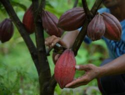 Harga Kakao Meroket, Petani Berau Diminta Tingkatkan Produksi