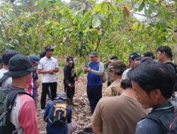 Sekolah Lapang Kakao: Disbun Kaltim Dorong Budidaya Berkelanjutan di Kutim