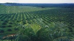 Kualitas TBS Petani Mandiri, Disbun Diminta Aktif Dampingi dan Data Produksi