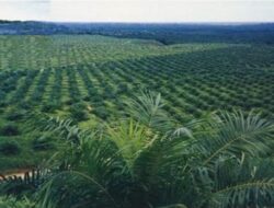 Legislator Berau Ingatkan Perusahaan Sawit Kelola Limbah Secara Bertanggung Jawab