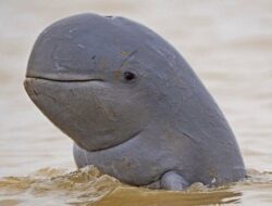 Pesut Mahakam Terancam, Tambanh Jadi Salah Satu Penyebab