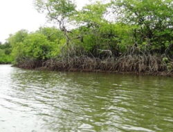 DPRD Berau Desak Pengawasan Ketat Ekosistem Mangrove dan Laut dari Ancaman Limbah