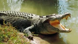 Keselamatan Warga Jadi Prioritas, DPRD Desak Strategi Komprehensif Hadapi Konflik Buaya