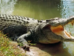 Keselamatan Warga Jadi Prioritas, DPRD Desak Strategi Komprehensif Hadapi Konflik Buaya