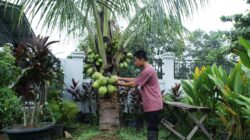 Sambaliung Punya Harta Karun Kelapa Dalam, Siap Diangkat ke Level Industri