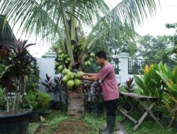 Sambaliung Punya Harta Karun Kelapa Dalam, Siap Diangkat ke Level Industri