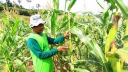 Dorong Optimalisasi Lahan, Pemkab Berau Distribusikan 23,5 Ton Benih Jagung