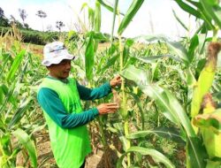 Dorong Optimalisasi Lahan, Pemkab Berau Distribusikan 23,5 Ton Benih Jagung