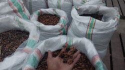 Berau Perluas Lahan Perkebunan, Program 400 Hektare Difokuskan untuk Kakao dan Kelapa