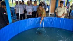 Produksi Budidaya Berau Diprediksi Lampaui Target, Capaian Sudah Dekati 2.800 Ton