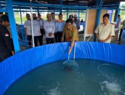 Produksi Budidaya Berau Diprediksi Lampaui Target, Capaian Sudah Dekati 2.800 Ton