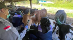 Cegah Kerugian Peternak, DTPHP Berau Buka Layanan Veteriner Tanpa Biaya