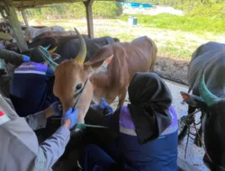 Cegah Kerugian Peternak, DTPHP Berau Buka Layanan Veteriner Tanpa Biaya