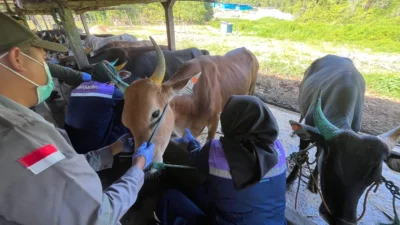 Cegah Kerugian Peternak, DTPHP Berau Buka Layanan Veteriner Tanpa Biaya